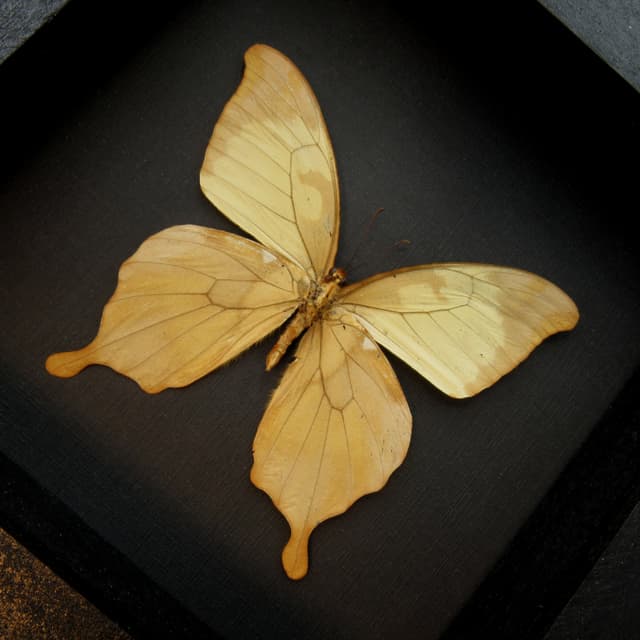Real Noble Swallowtail butterfly framed taxidermy - Papilio nobilis