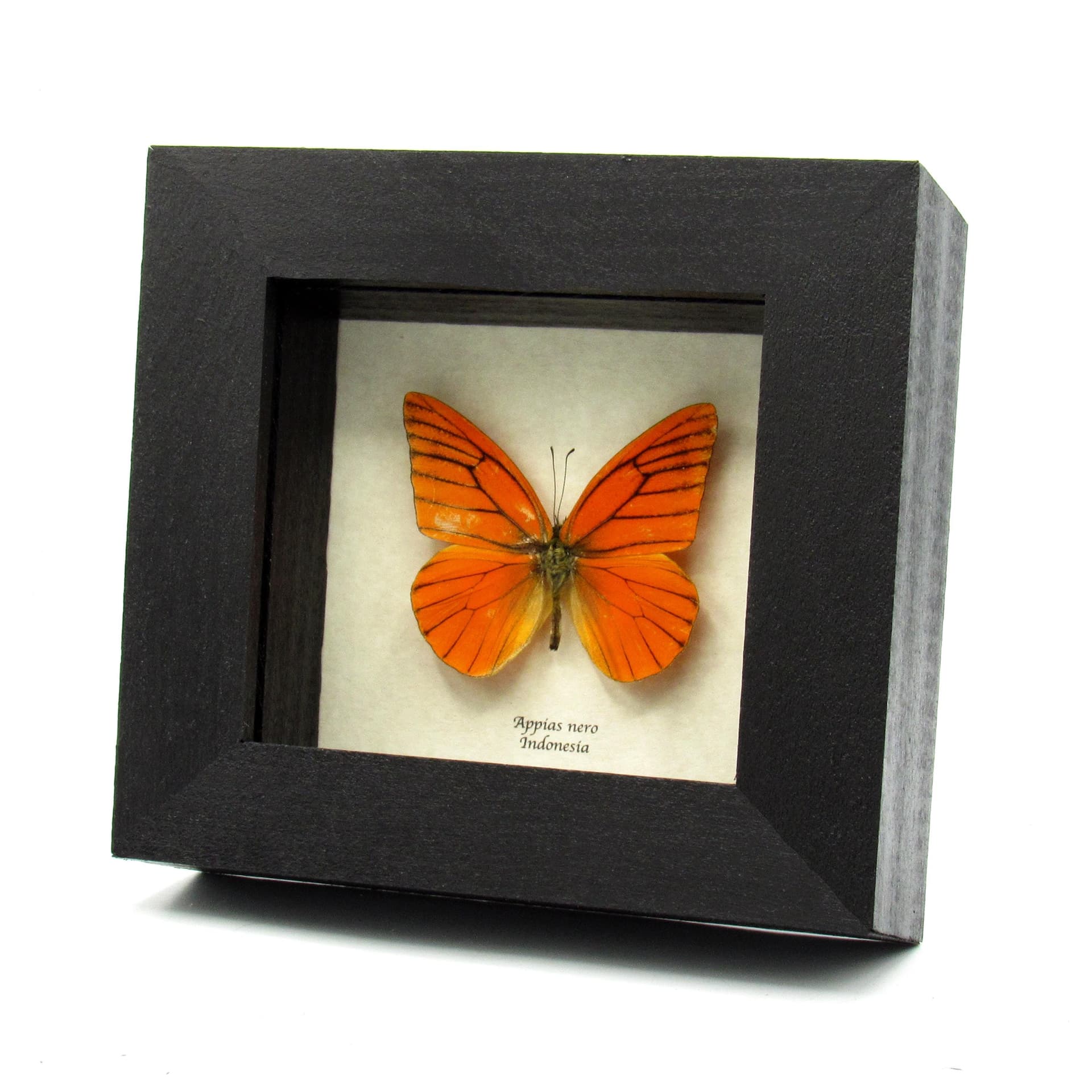 Real Orange Albatross butterfly framed taxidermy - Appias nero