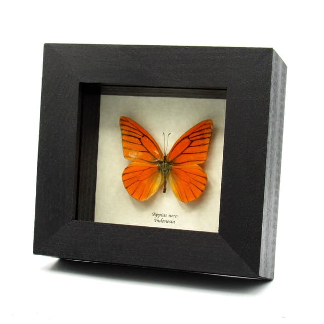 Real Orange Albatross butterfly framed taxidermy - Appias nero
