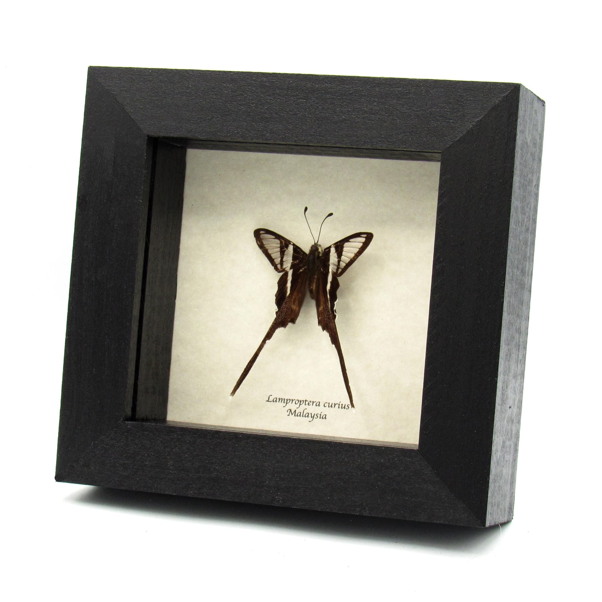 Real White Dragontail butterfly framed taxidermy - Lamproptera curius