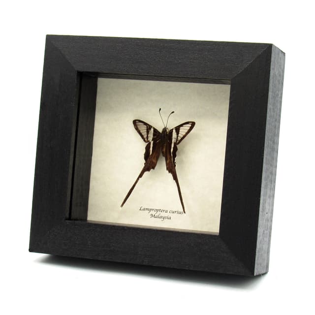 Real White Dragontail butterfly framed taxidermy - Lamproptera curius