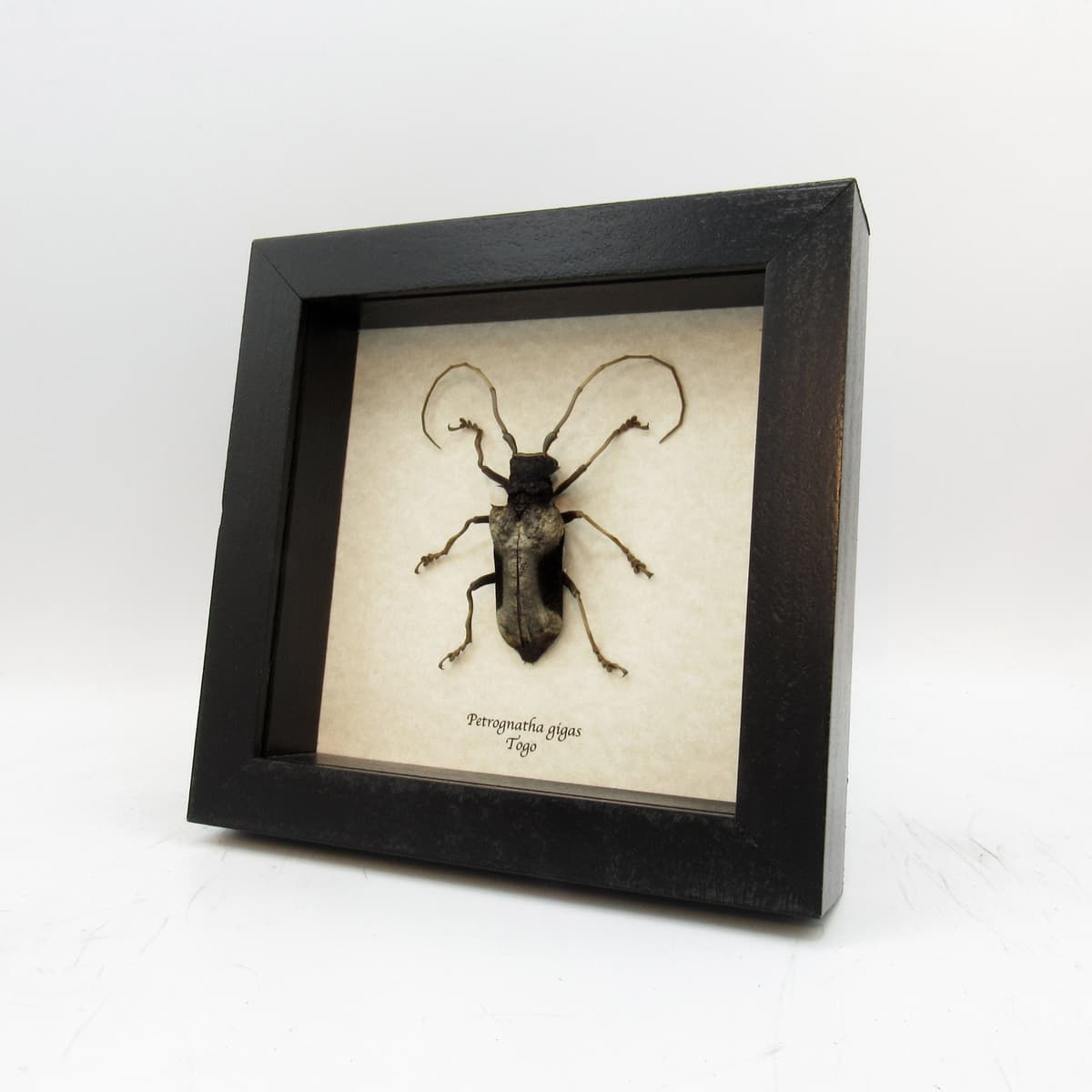 Real Long Horn beetle framed taxidermy - Petrognathus gigas - female