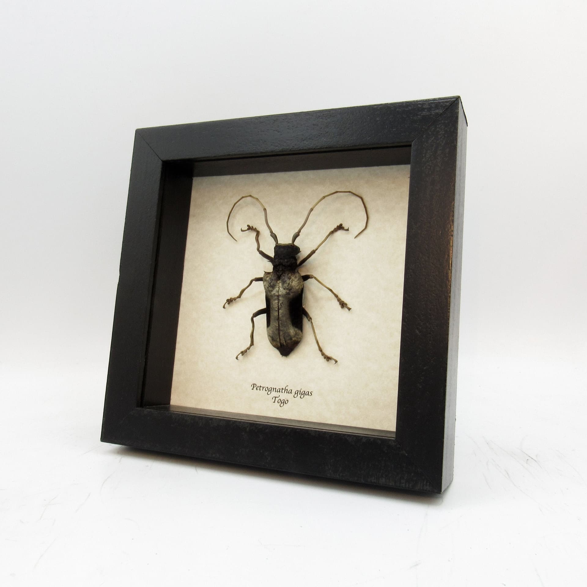 Real Long Horn beetle framed taxidermy - Petrognathus gigas - female