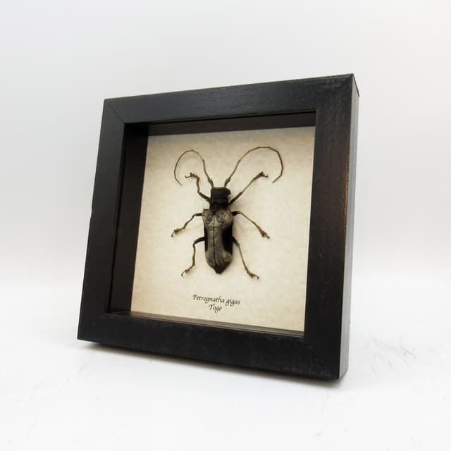 Real Long Horn beetle framed taxidermy - Petrognathus gigas - female