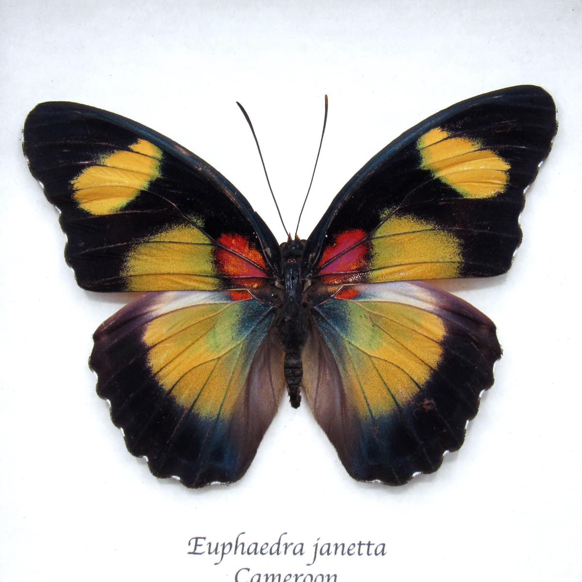 Rare Forester butterfly framed taxidermy - Euphaedra janetta - large female