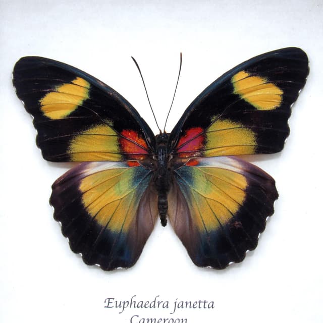 Rare Forester butterfly framed taxidermy - Euphaedra janetta - large female