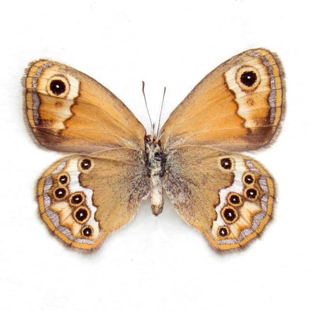 Real tiny metallic Pearly Heath butterfly framed taxidermy - Coenonympha dorus