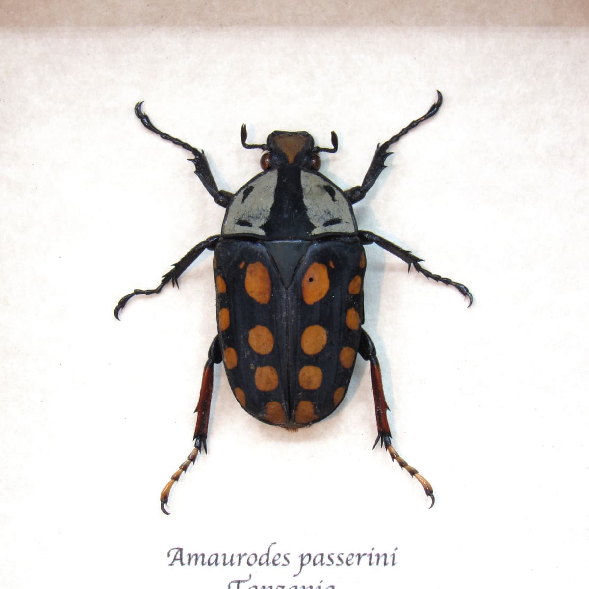 Real beetle framed taxidermy - Amaurodes passerinii linnei - female
