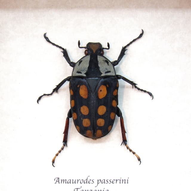 Real beetle framed taxidermy - Amaurodes passerinii linnei - female