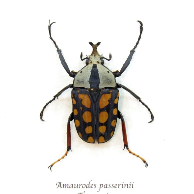 Real beetle framed taxidermy - Amaurodes passerinii