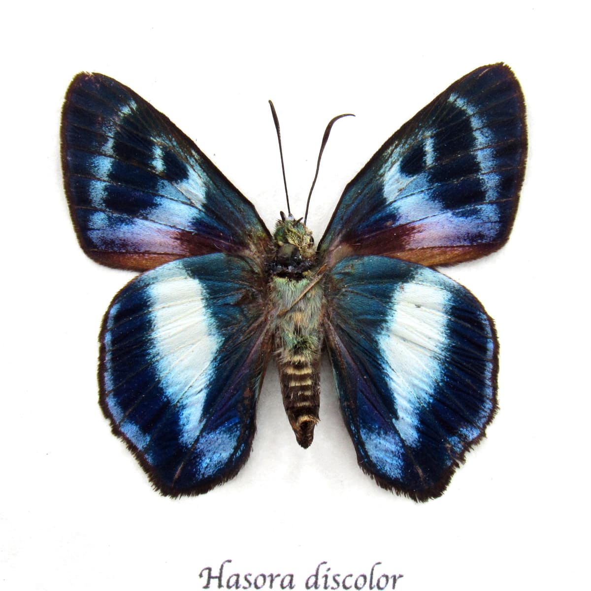 Real metallic blue Skipper butterfly framed taxidermy - Hasora discolor