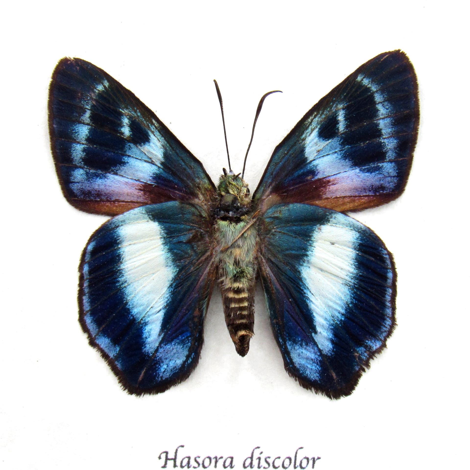 Real metallic blue Skipper butterfly framed taxidermy - Hasora discolor