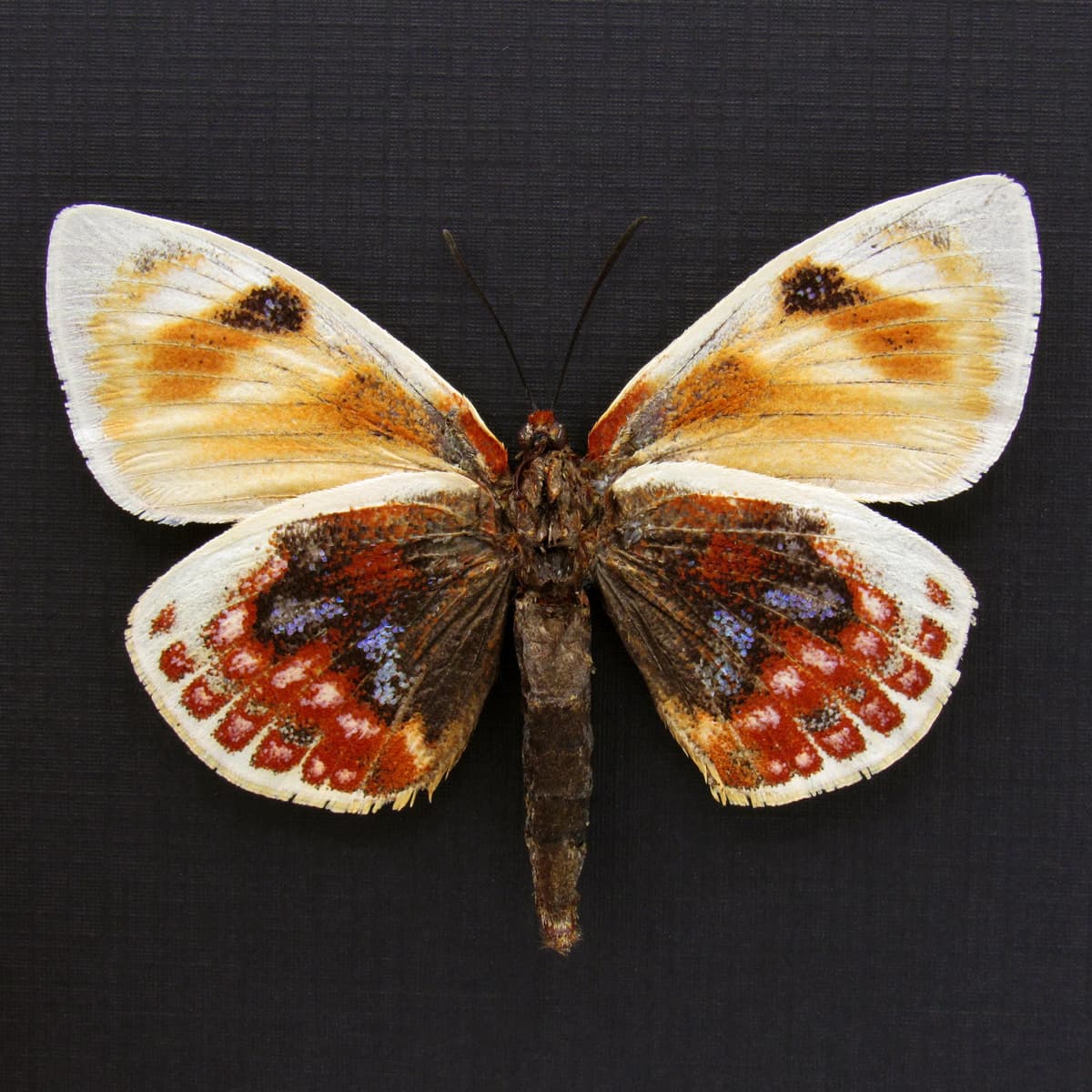 Very rare rainbow Castniid moth framed specimen - Castnia psittacus