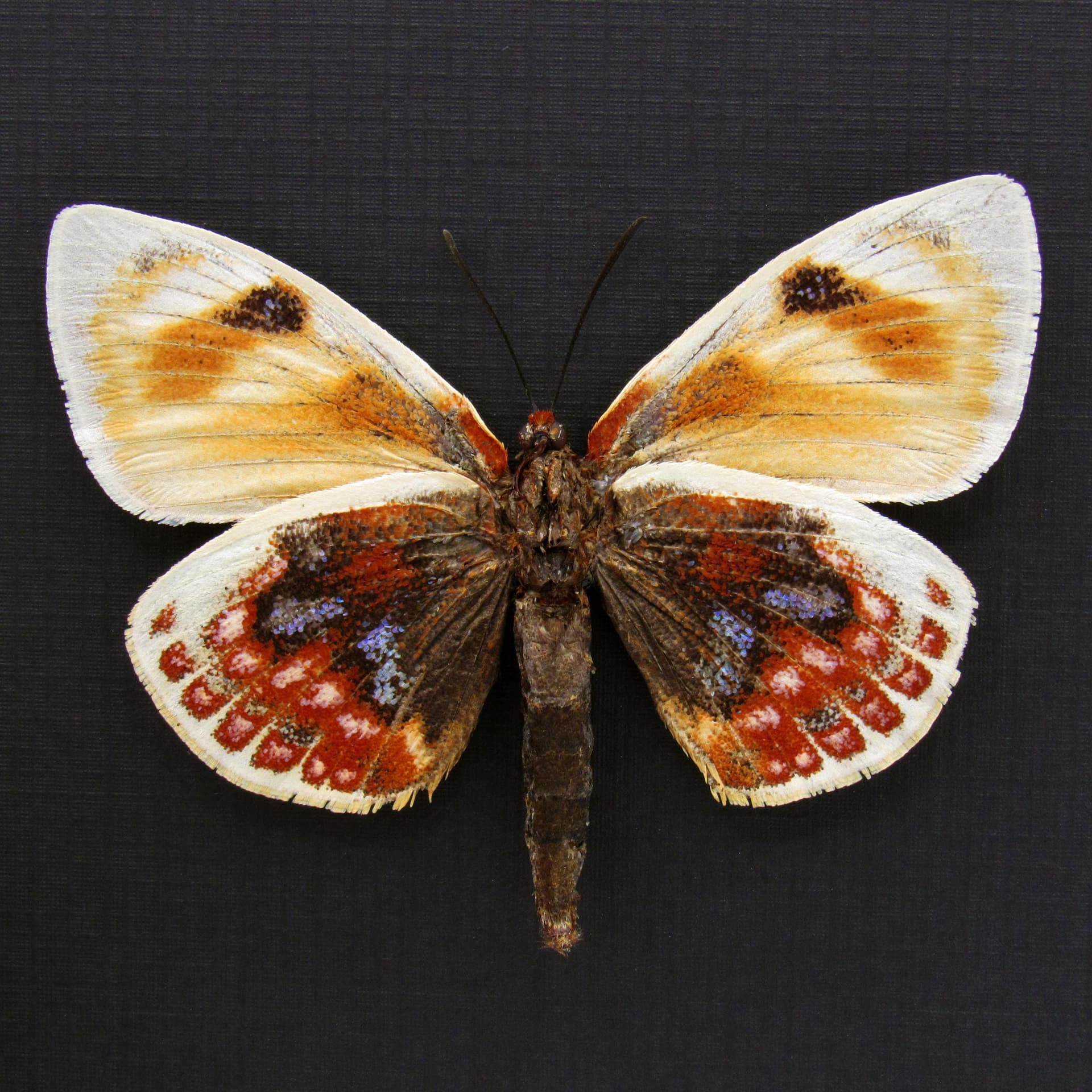 Very rare rainbow Castniid moth framed specimen - Castnia psittacus