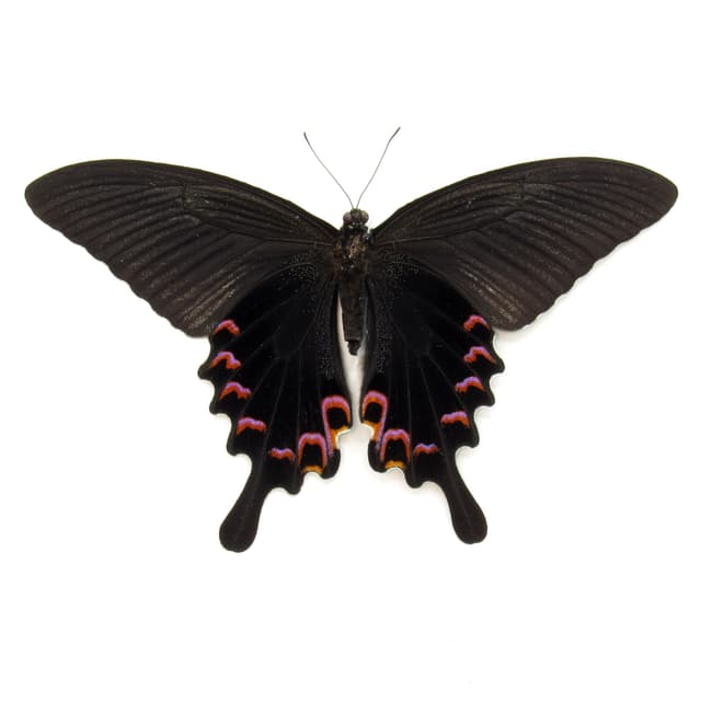 Real purple Peacock Swallowtail butterfly framed taxidermy - Papilio dialis - female - Victorian mount