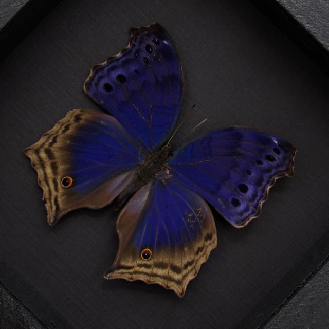 Real Blue Mother of Pearl butterfly framed taxidermy - Protogoniomorpha temora