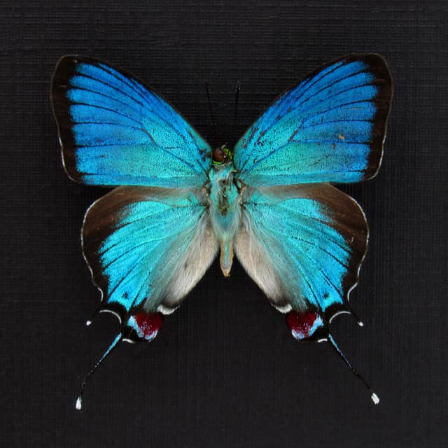 Rare metallic blue butterfly framed taxidermy - Evenus regalis
