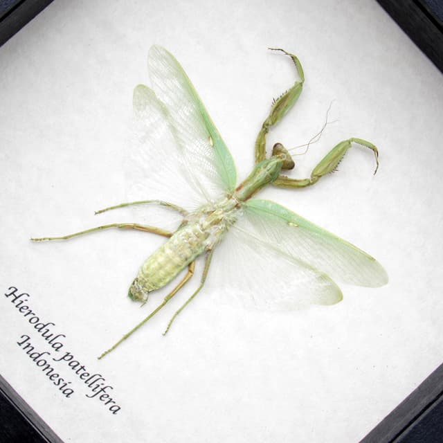 Real large Praying Mantis framed taxidermy - Hierodula patellifera