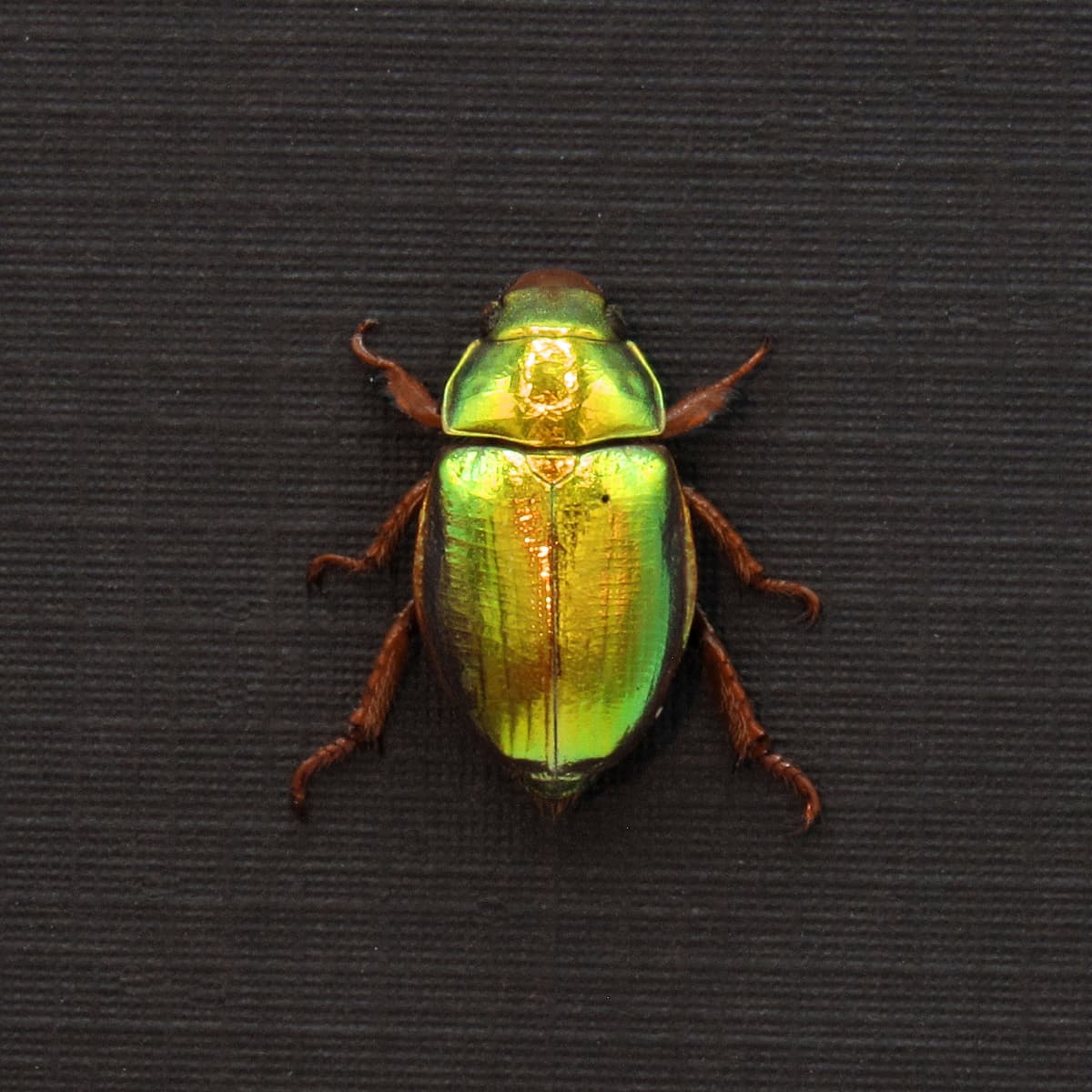Rare Australian Gold Christmas Scarab beetle framed taxidermy - Anoplognathus aureus