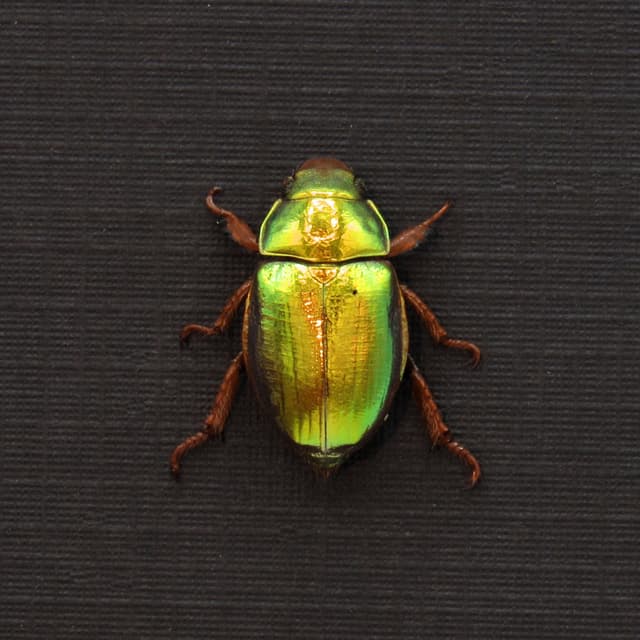 Rare Australian Gold Christmas Scarab beetle framed taxidermy - Anoplognathus aureus