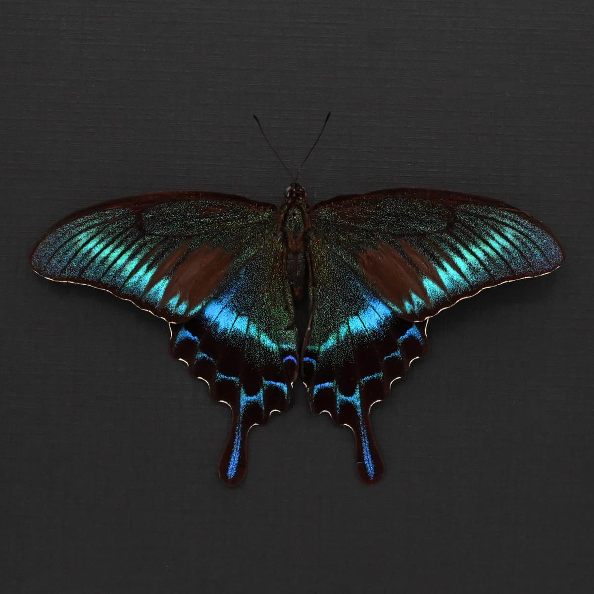 Real Alpine Swallowtail framed taxidermy - Papilio maackii tutanus - Summer form - Victorian mount