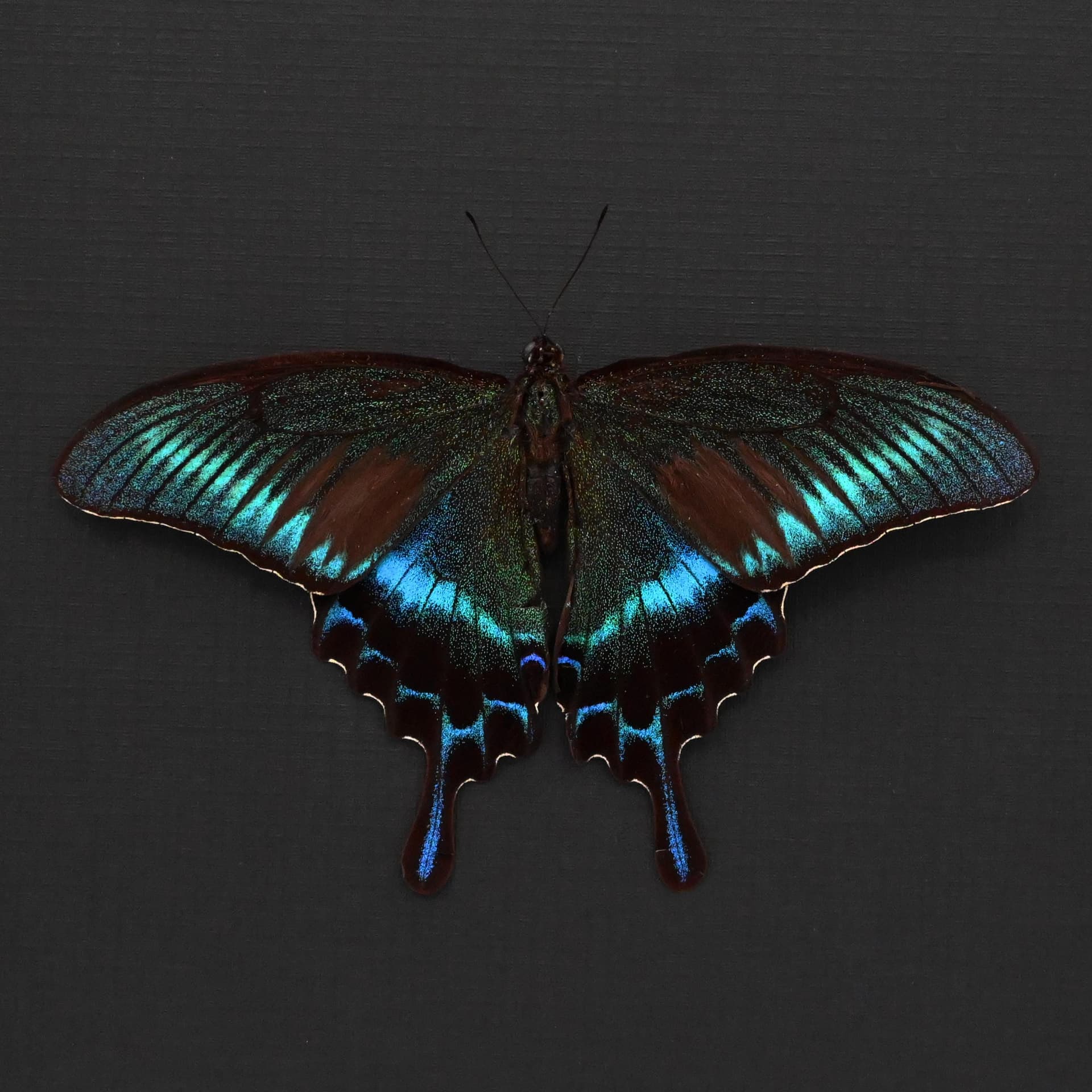 Real Alpine Swallowtail framed taxidermy - Papilio maackii tutanus - Summer form - Victorian mount