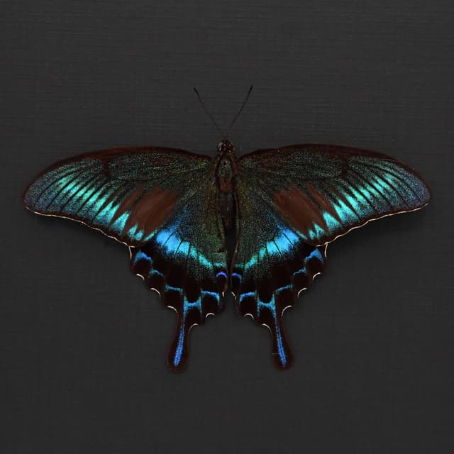 Real Alpine Swallowtail framed taxidermy - Papilio maackii tutanus - Summer form - Victorian mount