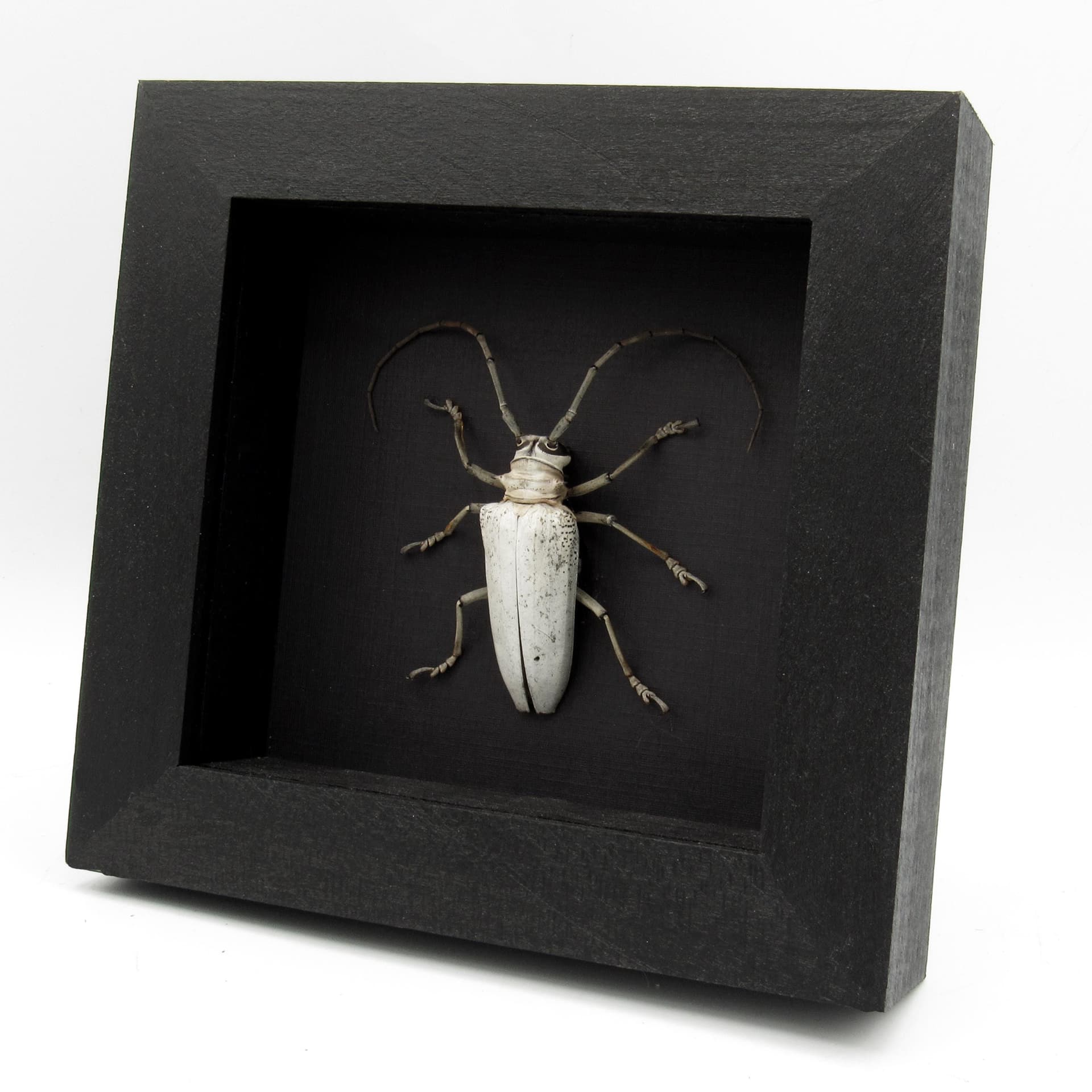 Rare giant white Longhorn beetle framed taxidermy - Rosenbergia vetusta