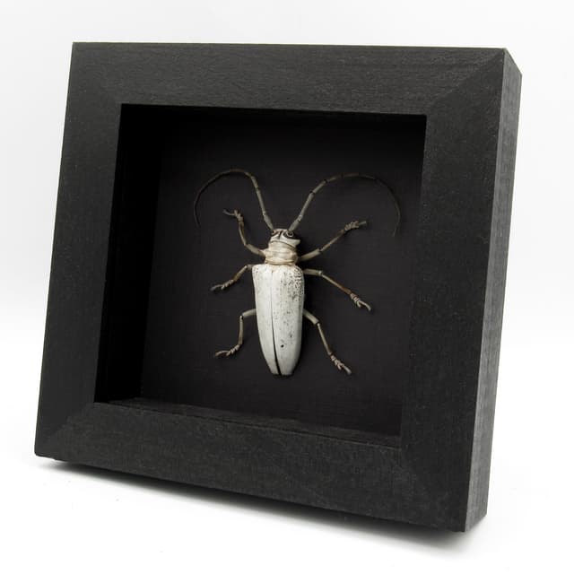 Rare giant white Longhorn beetle framed taxidermy - Rosenbergia vetusta