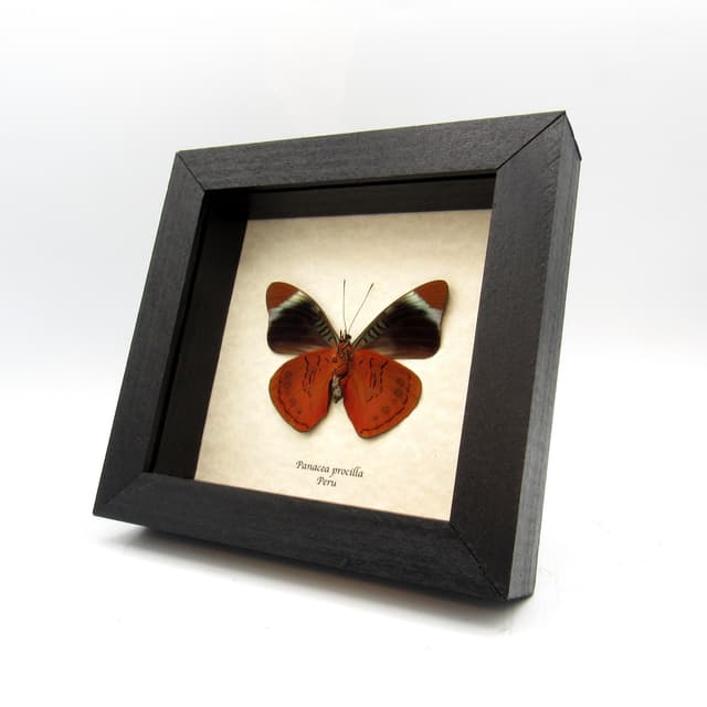 Large red Procilla Beauty butterfly framed taxidermy - Panacea procilla