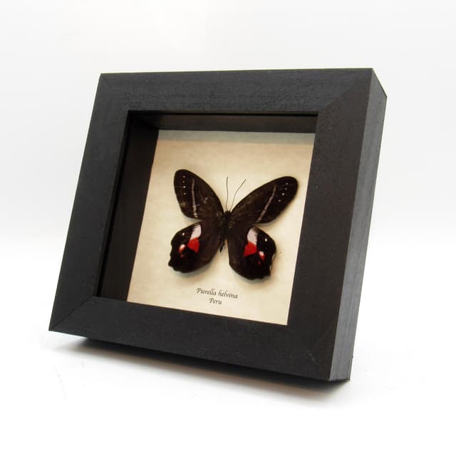 Rare Red Washed Satyr butterfly framed taxidermy - Pierella helvina - minor damage
