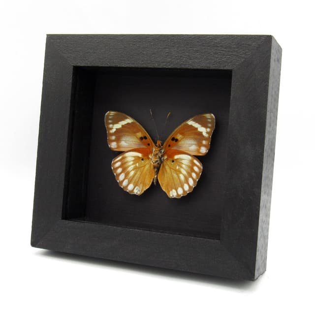 Rare Iridescent Bronze Forester butterfly framed specimen - Euphaedra themis niveovittata