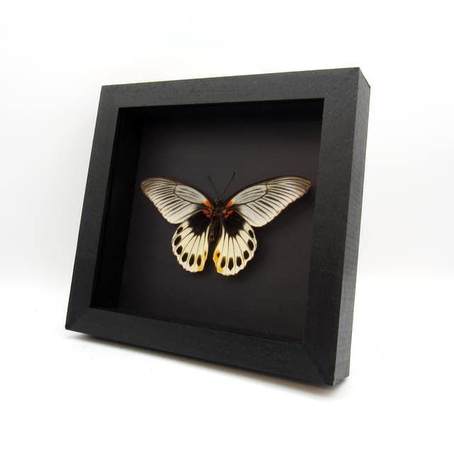 Rare Great Mormon butterfly framed taxidermy - Papilio memnon christianae - female - Victorian mount