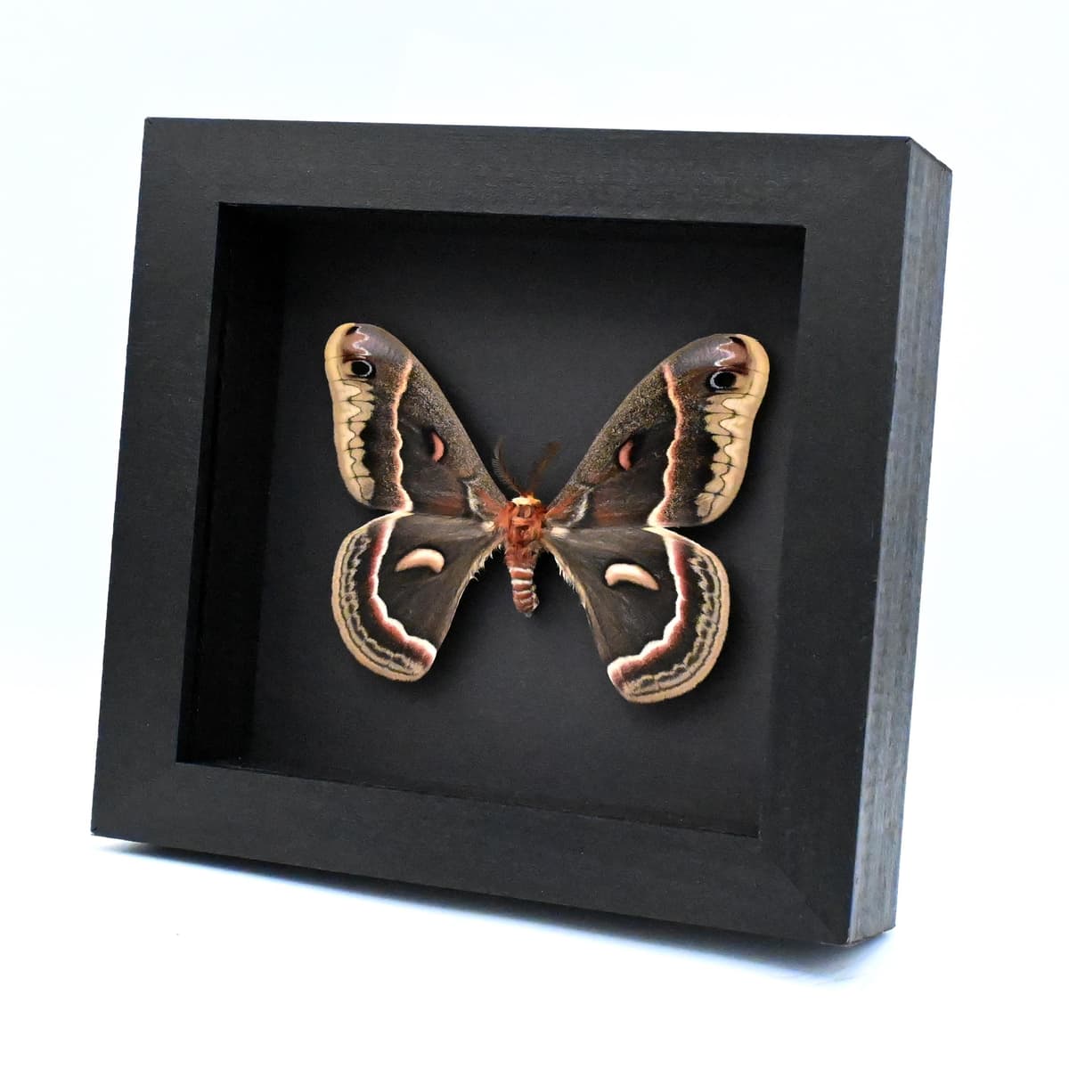 Real large Cecropia moth framed taxidermy - Hyalophora cecropia