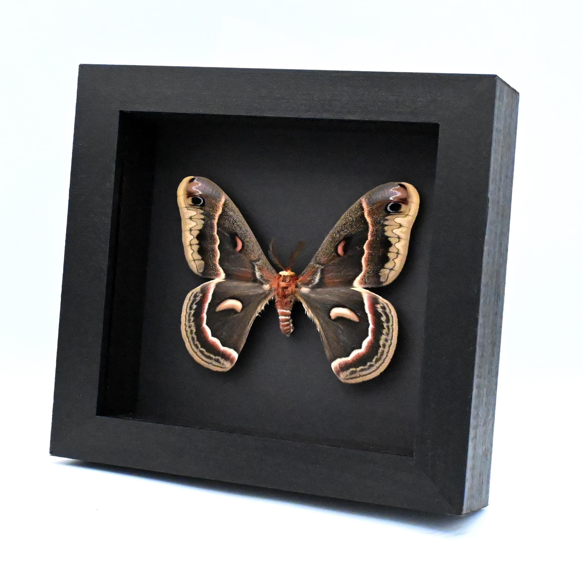 Real large Cecropia moth framed taxidermy - Hyalophora cecropia