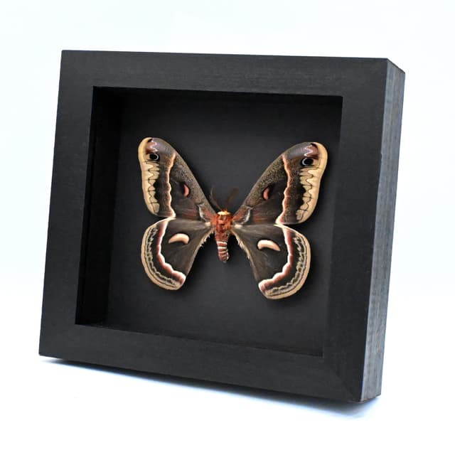 Real large Cecropia moth framed taxidermy - Hyalophora cecropia