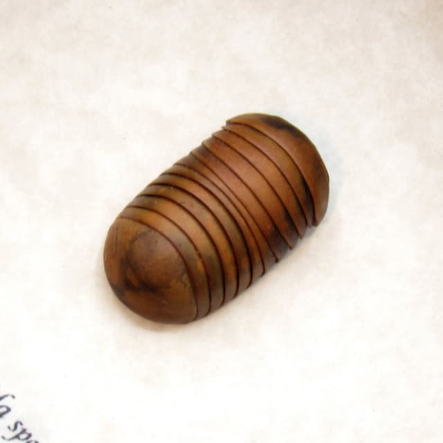 Large Roly Poly (Pill-Millipede) framed - Glomerida species
