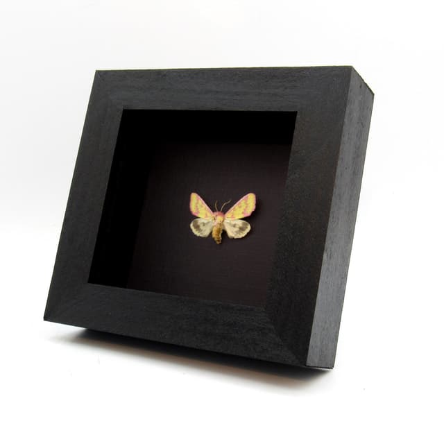 Real tiny pink Noctuid moth framed taxidermy - Erythroecia suavis