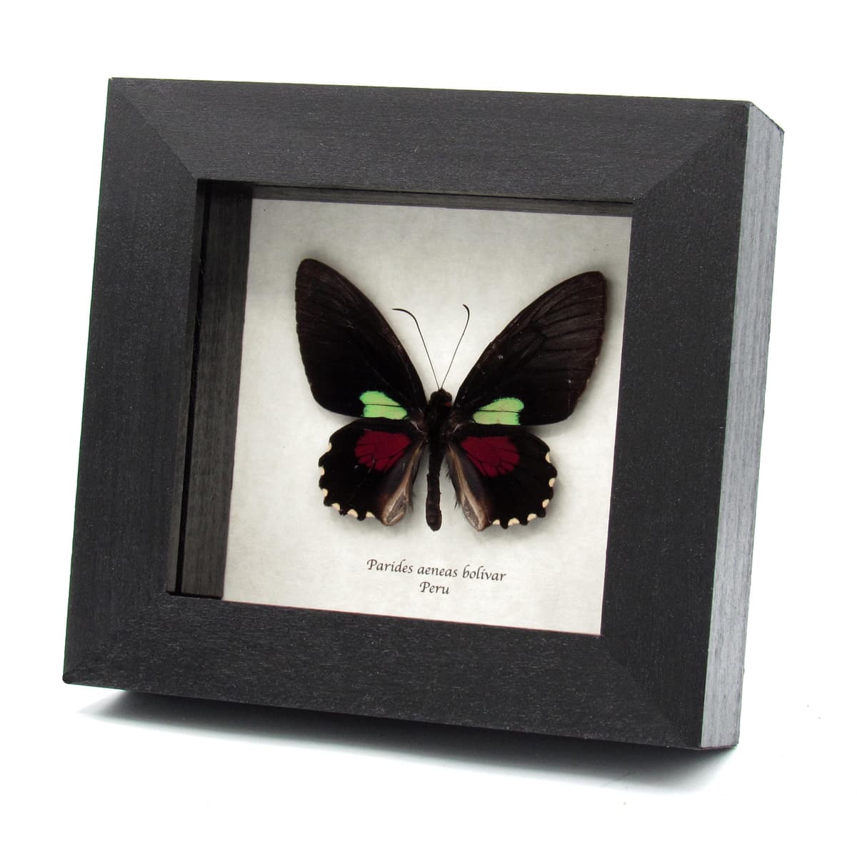 Rare Cattleheart butterfly framed taxidermy - Parides aeneas bolivar