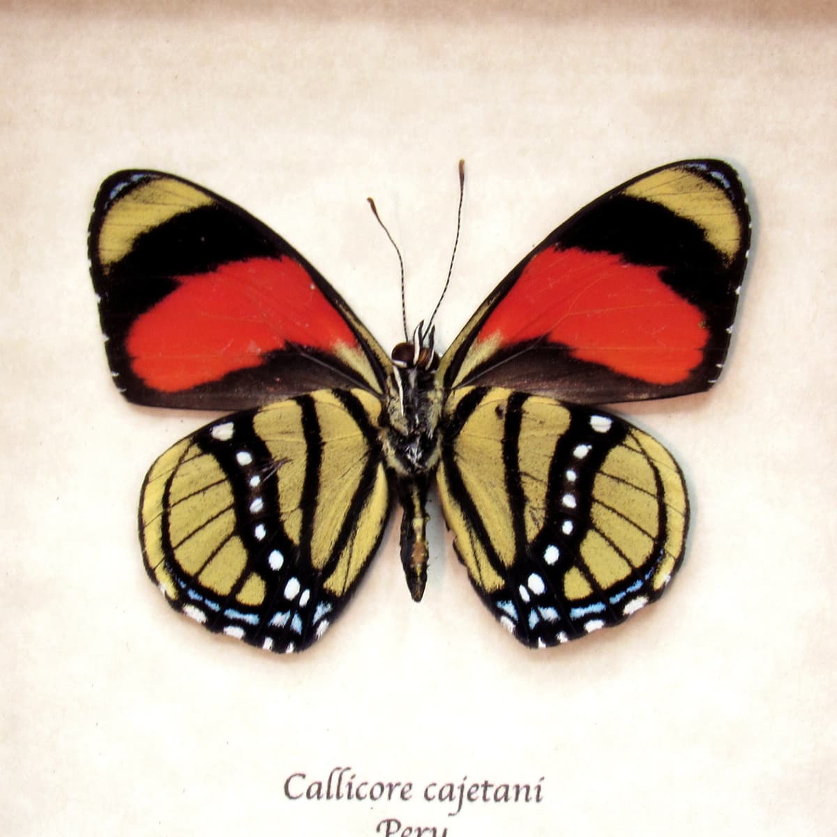 Real red framed butterfly taxidermy - Callicore cajetani