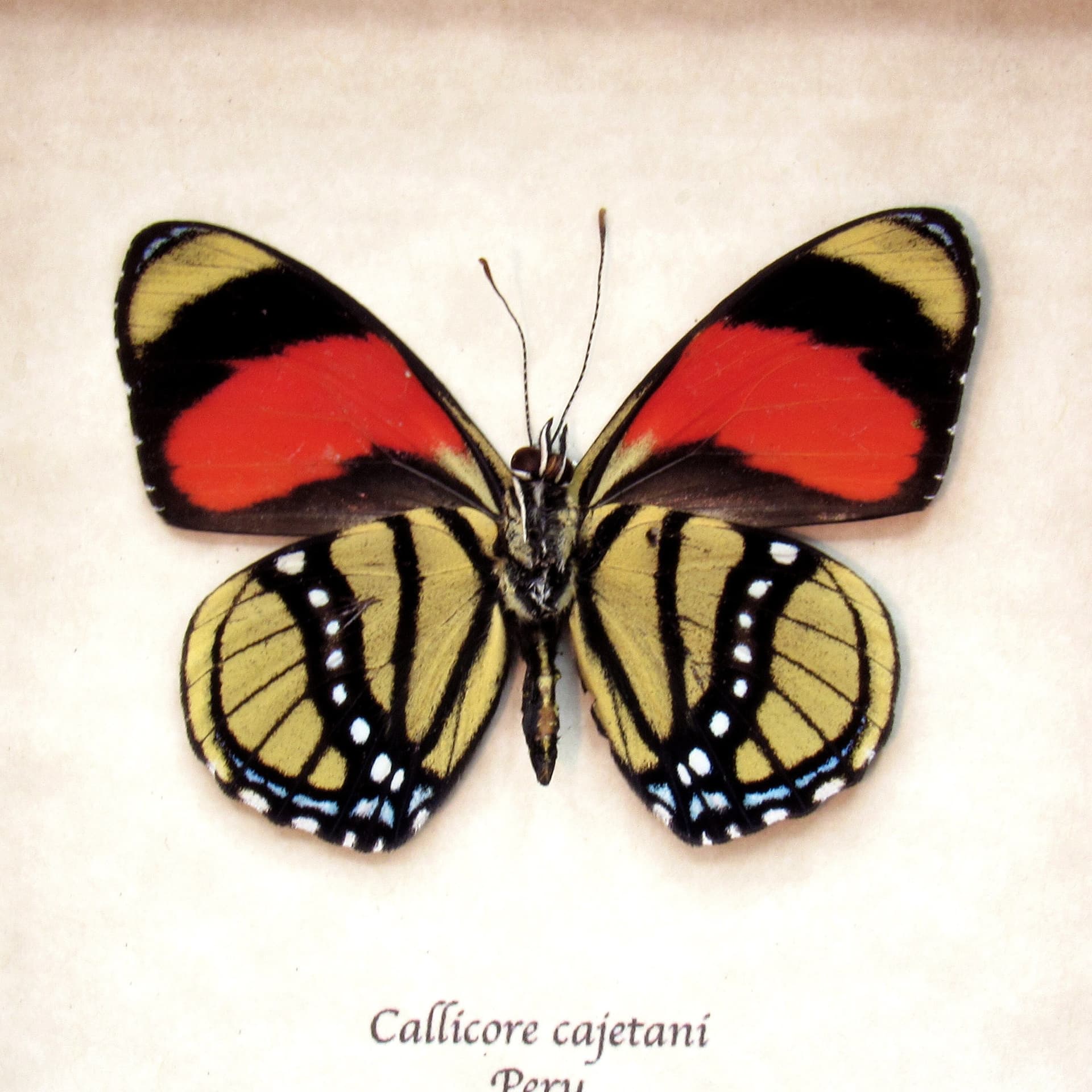 Real red framed butterfly taxidermy - Callicore cajetani