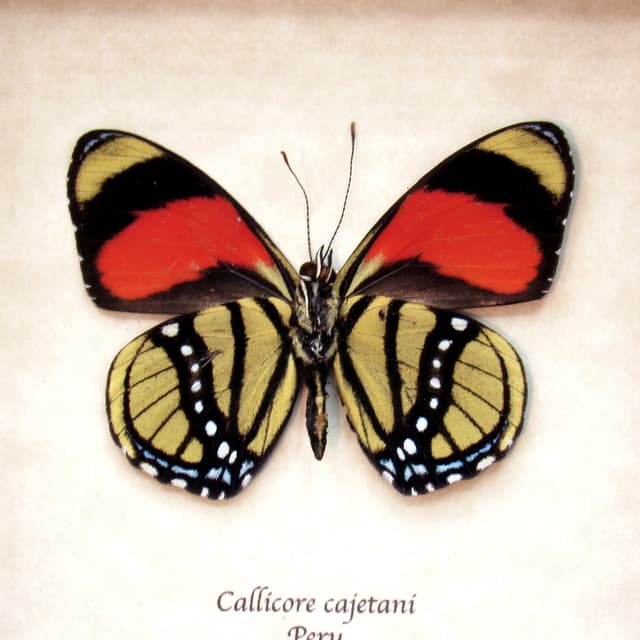 Real red framed butterfly taxidermy - Callicore cajetani