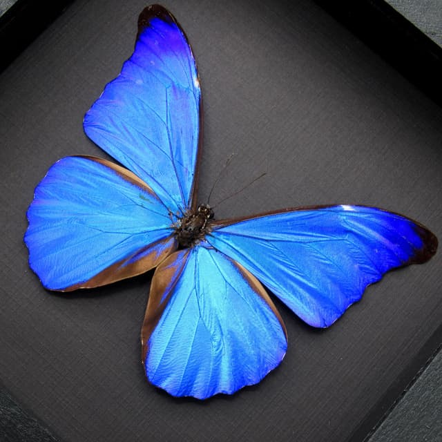 Rare metallic blue butterfly framed taxidermy - Morpho rhetenor cacica