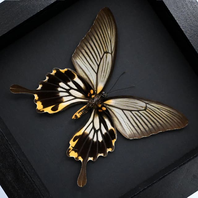 Real yellow Great Mormon butterfly framed taxidermy - Papilio memnon agenor - female
