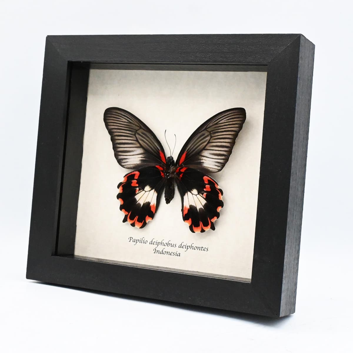 Rare red Swallowtail butterfly framed taxidermy - Papilio deiphobus deiphontes - female