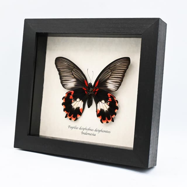 Rare red Swallowtail butterfly framed taxidermy - Papilio deiphobus deiphontes - female