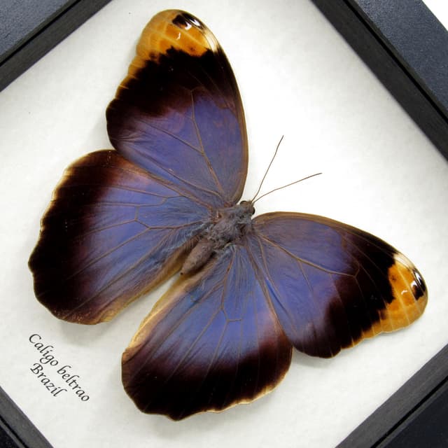 Real GIANT purple Owl Butterfly framed taxidermy - Caligo beltrao - female - 6.55 inch wingspan