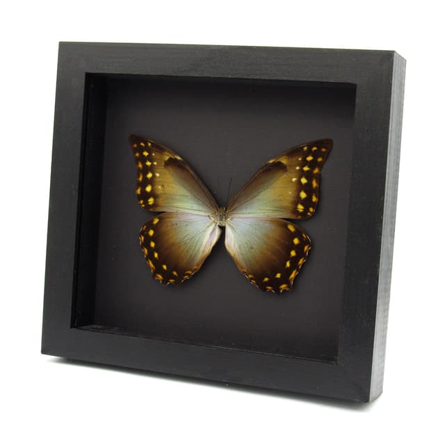 Rare Giant Morpho butterfly framed taxidermy - Morpho amphitryon