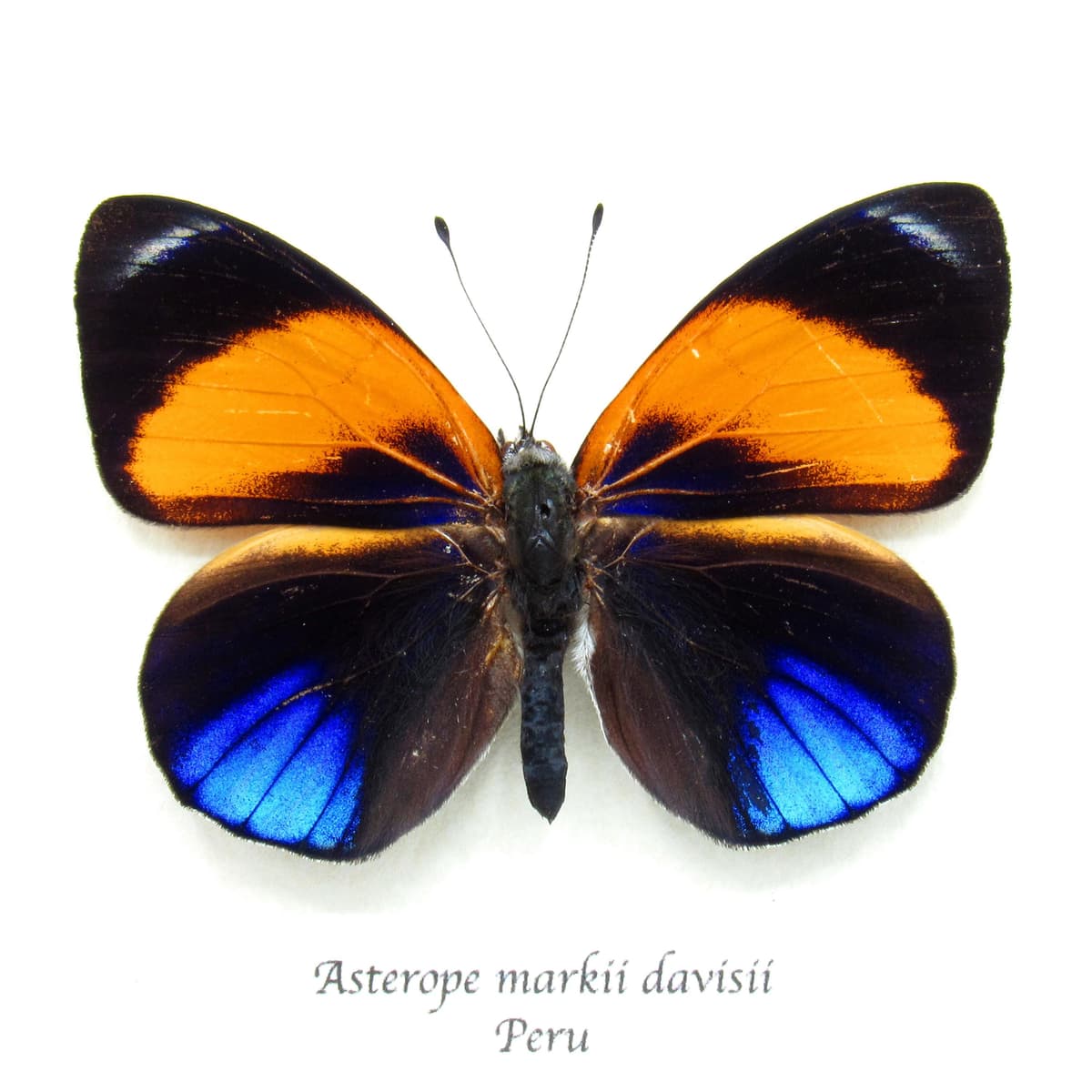 Real iridescent blue butterfly framed taxidermy - Asterope markii davisii