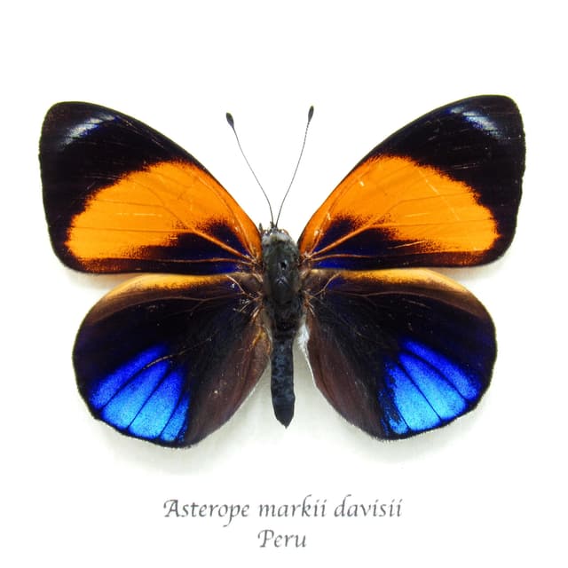 Real iridescent blue butterfly framed taxidermy - Asterope markii davisii